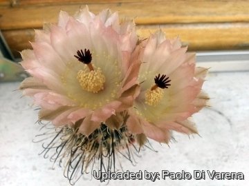 Austrocactus patagonicus