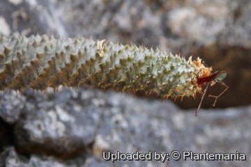 Euphorbia perrieri