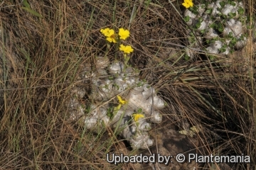 Pachypodium brevicaule