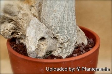Dendrosicyos socotrana