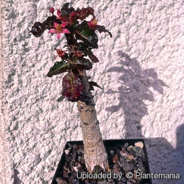 Boswellia nana