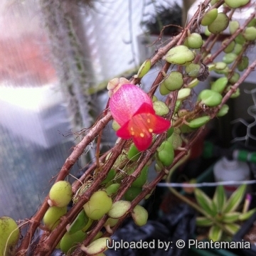 Kalanchoe uniflora