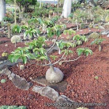Pachypodium decaryi