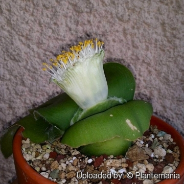 Haemanthus deformis