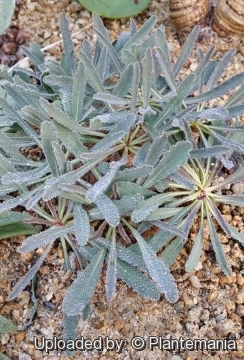 Euphorbia crispa