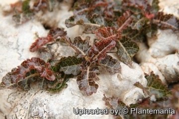Boswellia nana