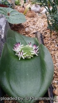 Massonia jasminiflora