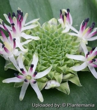 Massonia jasminiflora