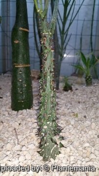 Adenia aculeata