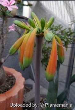 Cyrtanthus obliquus