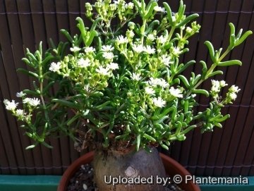 Mestoklema arboriforme