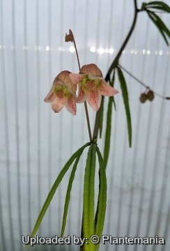 Adenia stenodactyla