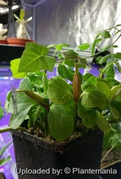 Cissus quadrangularis