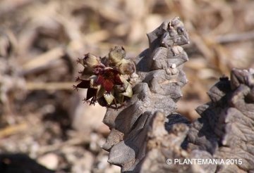 Sulcolluma ericamccoyae