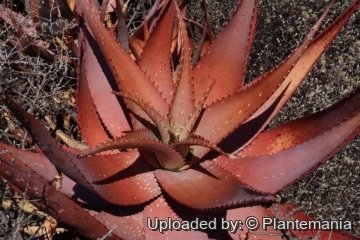 Aloe microstigma