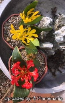 Daubenya aurea