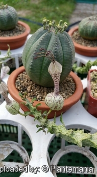 Ceropegia simoneae