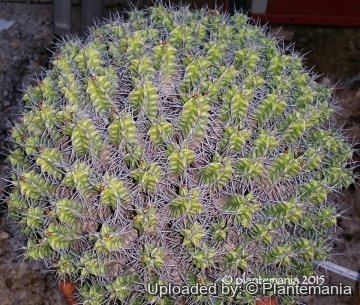 Euphorbia mitriformis