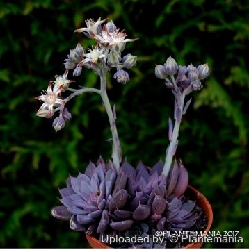 Graptopetalum rusbyi