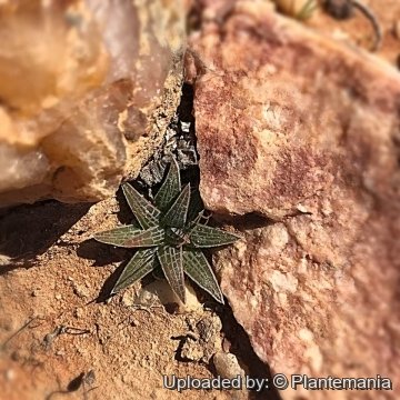 Bulbine haworthioides