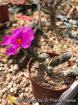 Portulaca werdermannii