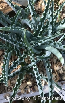 Veltheimia capensis