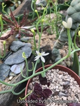 Bowiea volubilis subs. gariepensis