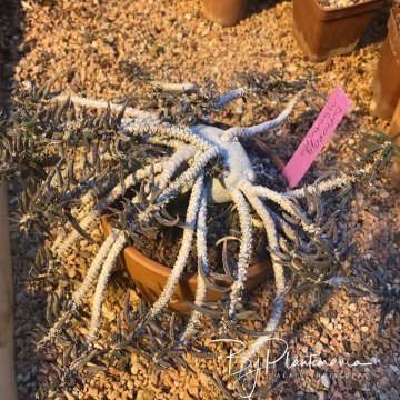 Euphorbia cylindrifolia