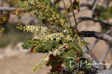 Boswellia sacra