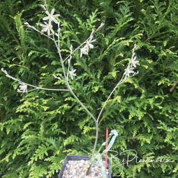 Trachyandra tortilis