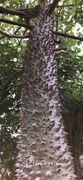 Ceiba insignis