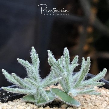 Eriospermum dregei