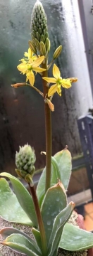 Bulbine brunsvigiifolia