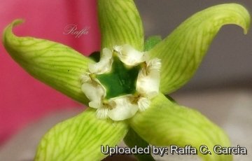 Gonolobus pectinatus