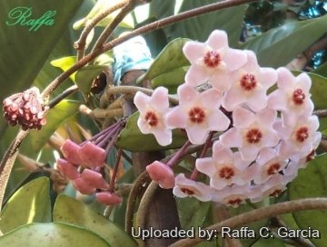 Hoya carnosa