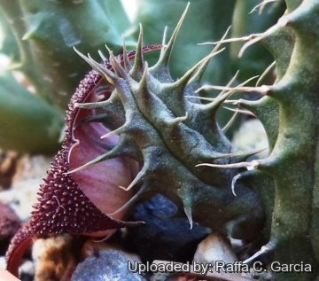 Huernia aspera