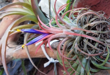 Tillandsia ionantha