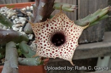 Huernia occulta