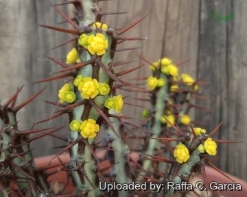 Euphorbia aeruginosa