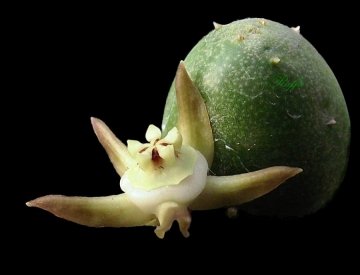 Duvalia parviflora