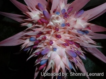 Aechmea fasciata