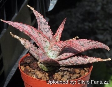 Aloe cv. Pink Blush