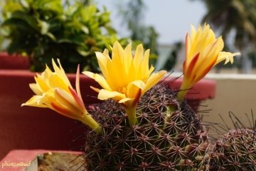 Mammillaria balsasoides