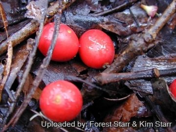 Archontophoenix alexandrae