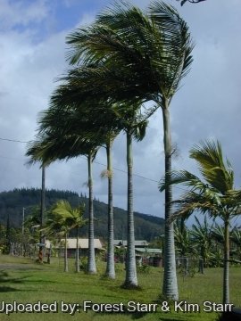 Archontophoenix alexandrae