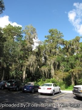 Tillandsia usneoides