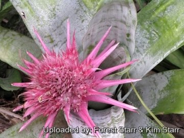 Aechmea fasciata