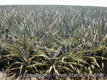 Ananas comosus