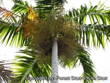 Carpentaria acuminata