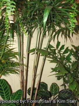 Chamaedorea seifrizii